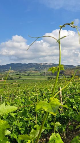 WhatsApp Image 2026-01-21 at 18.06.03